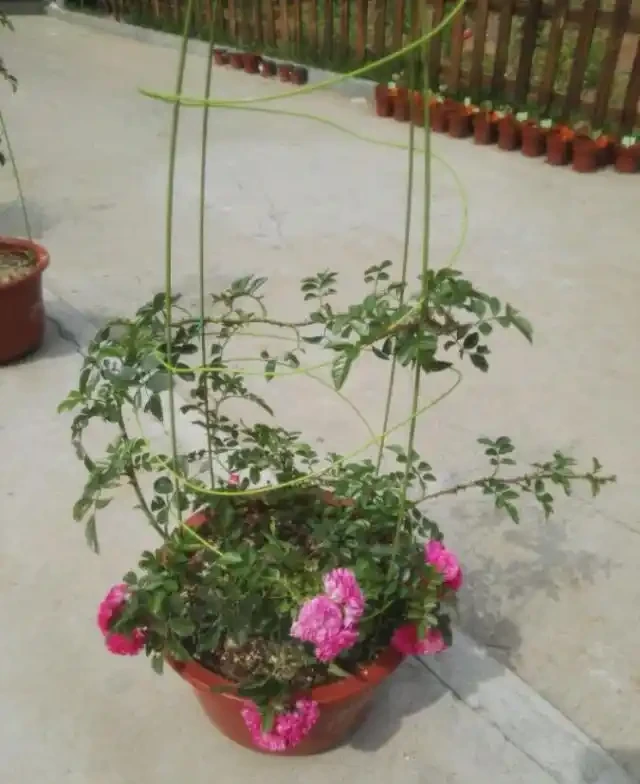 陽臺院子就養一棵「薔薇」,多施肥勤修剪,枝葉茂盛,能開200朵