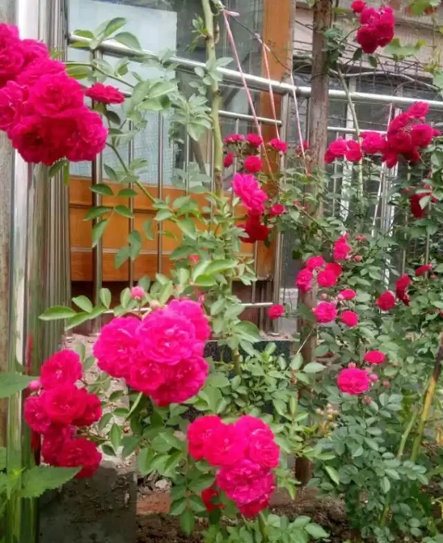陽臺院子就養一棵「薔薇」,多施肥勤修剪,枝葉茂盛,能開200朵