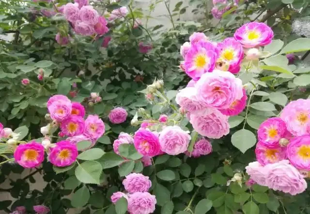 陽臺院子就養一棵「薔薇」，多施肥勤修剪，枝葉茂盛，能開200朵