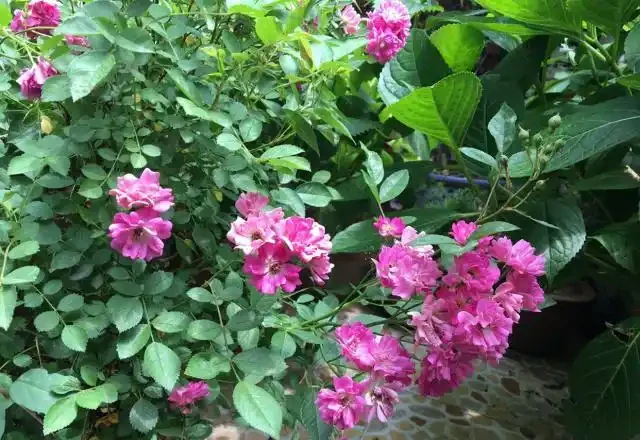 陽臺院子就養一棵「薔薇」,多施肥勤修剪,枝葉茂盛,能開200朵