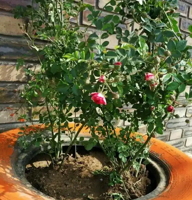 陽臺院子就養一棵「薔薇」,多施肥勤修剪,枝葉茂盛,能開200朵