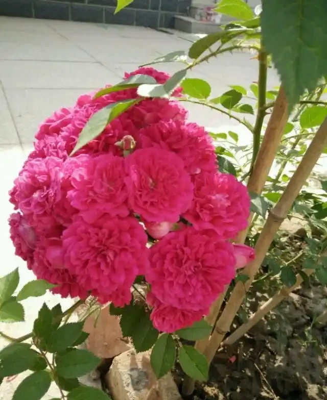 陽臺院子就養一棵「薔薇」,多施肥勤修剪,枝葉茂盛,能開200朵