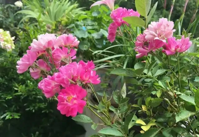 陽臺院子就養一棵「薔薇」,多施肥勤修剪,枝葉茂盛,能開200朵