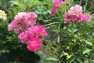 陽臺院子就養一棵「薔薇」，多施肥勤修剪，枝葉茂盛，能開200朵
