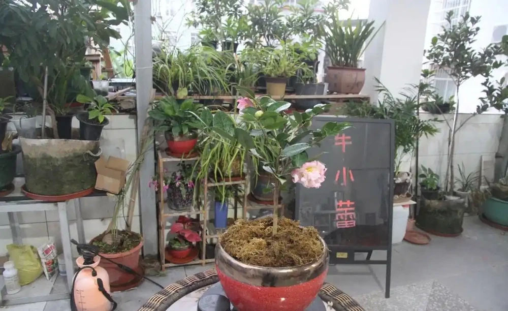 茶花怎麼養?茶花的養殖方法和注意事項,抓重點養,花香宜人好養