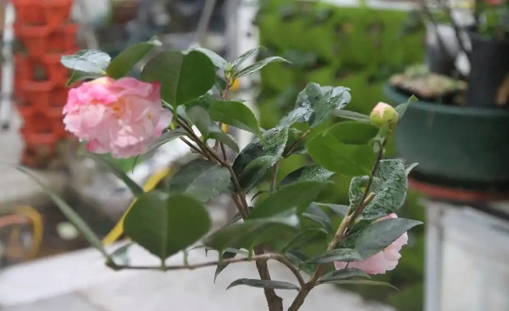 茶花怎麼養?茶花的養殖方法和注意事項,抓重點養,花香宜人好養