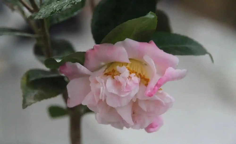 茶花怎麼養?茶花的養殖方法和注意事項,抓重點養,花香宜人好養