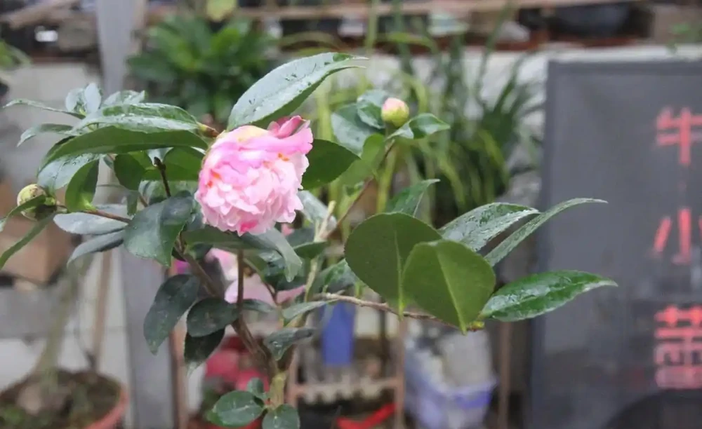 茶花怎麼養?茶花的養殖方法和注意事項,抓重點養,花香宜人好養