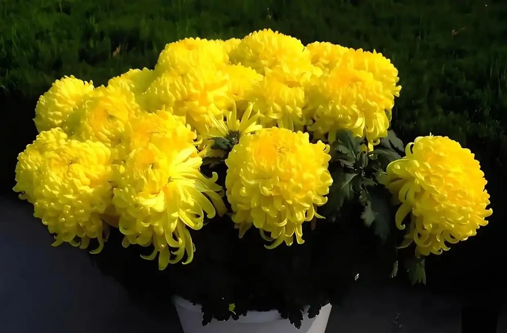 菊花怎麼養?要養好菊花,需要注意以下幾個方面