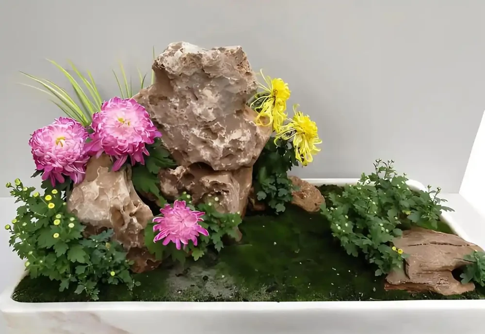 菊花怎麼養?要養好菊花,需要注意以下幾個方面