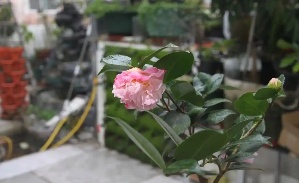 茶花怎麼養?茶花的養殖方法和注意事項,抓重點養,花香宜人好養