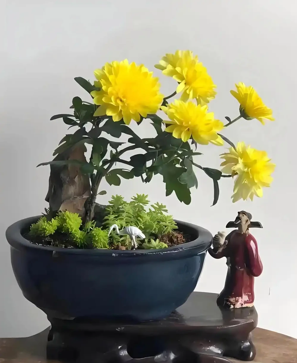 菊花怎麼養?要養好菊花,需要注意以下幾個方面