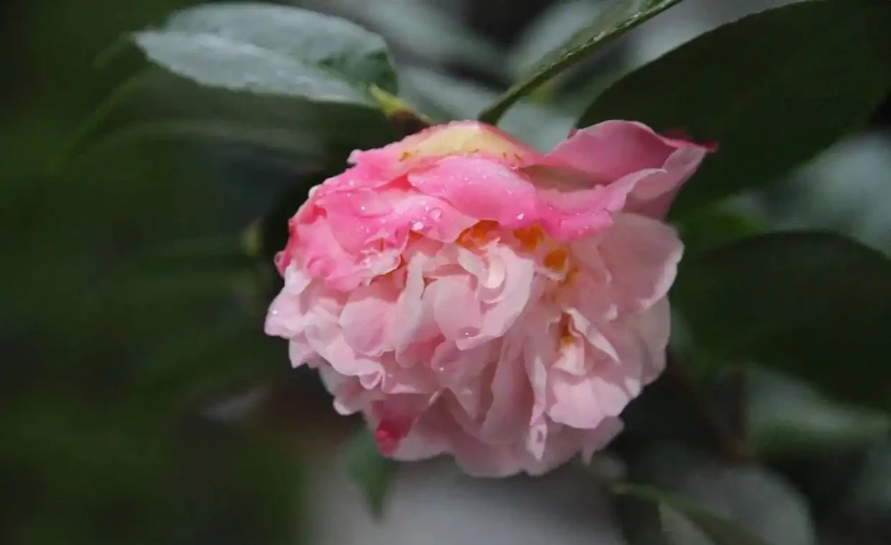 茶花怎麼養?茶花的養殖方法和注意事項,抓重點養,花香宜人好養