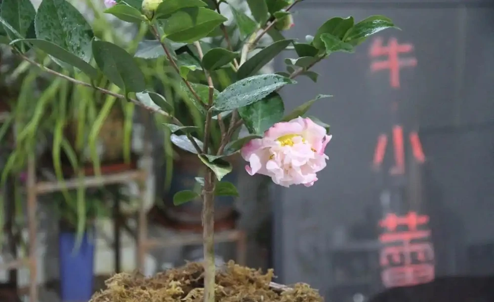 茶花怎麼養?茶花的養殖方法和注意事項,抓重點養,花香宜人好養