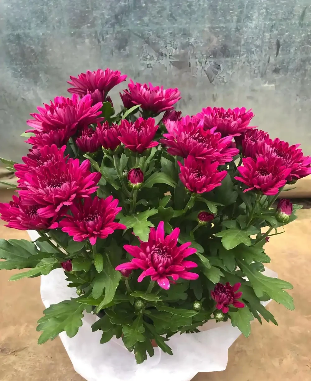 菊花怎麼養?要養好菊花,需要注意以下幾個方面