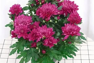 菊花怎麼養？要養好菊花，需要注意以下幾個方面