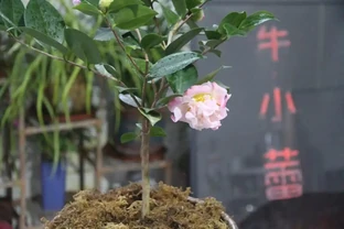 茶花怎麼養？茶花的養殖方法和注意事項，抓重點養，花香宜人好養