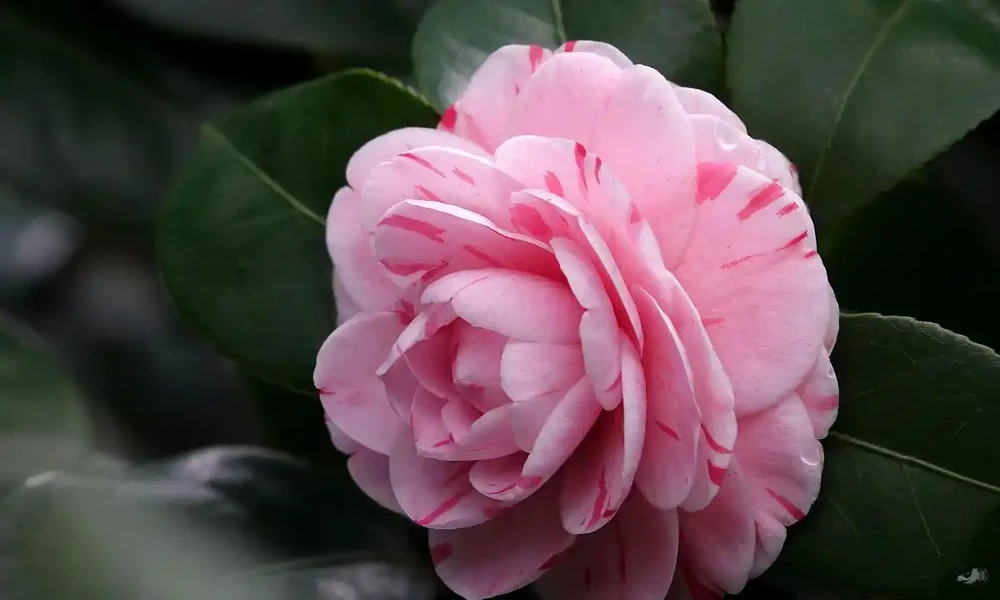 茶花（圖二）