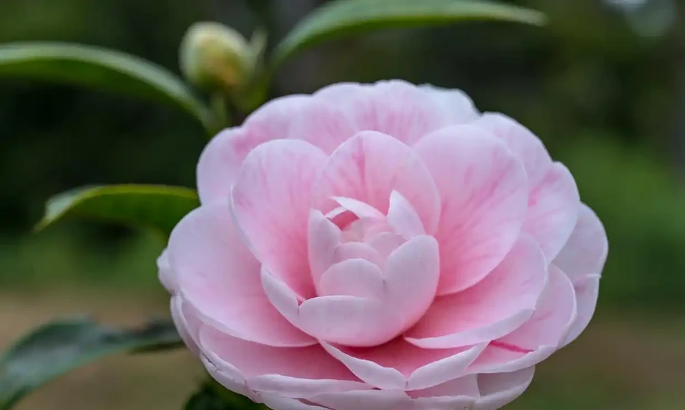 茶花（圖四）
