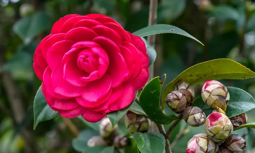 茶花（圖一）