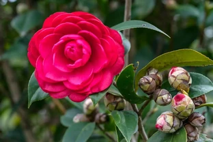茶花用什麼土栽最好