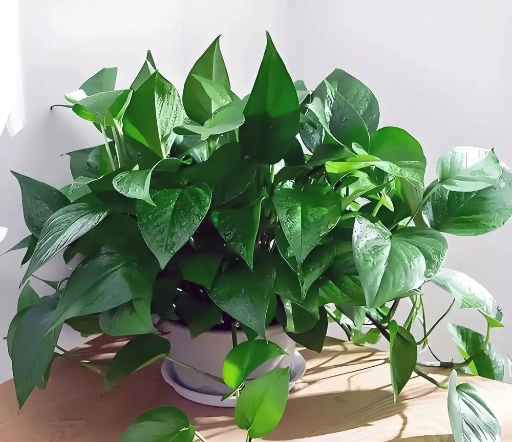 黃金葛怎麼澆水?多久澆一次水?以及常見錯誤!