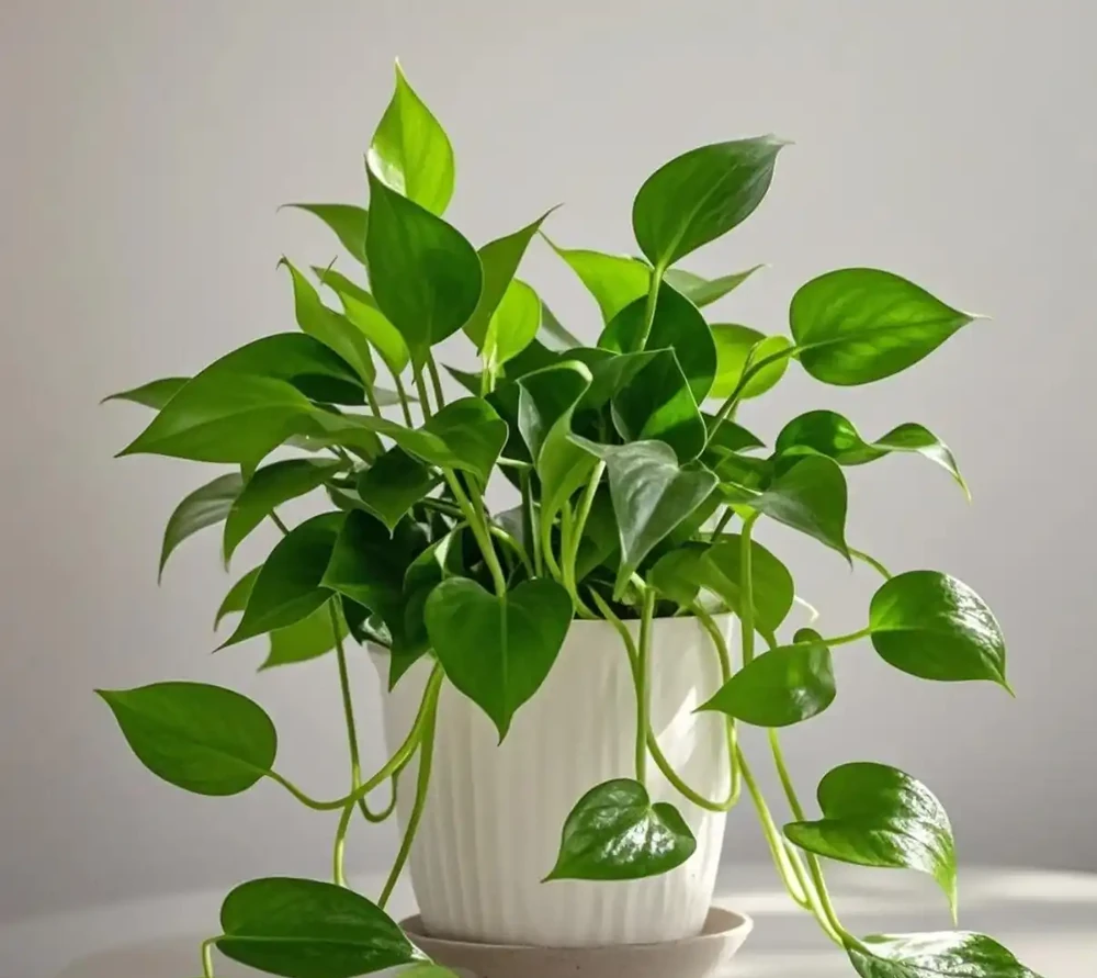 黃金葛怎麼澆水?多久澆一次水?以及常見錯誤!