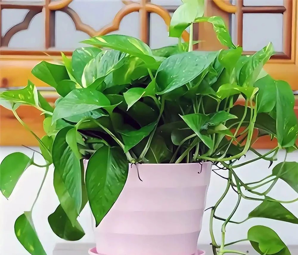 黃金葛怎麼澆水?多久澆一次水?以及常見錯誤!