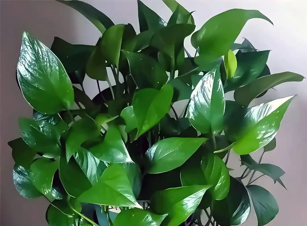 黃金葛怎麼澆水?多久澆一次水?以及常見錯誤!