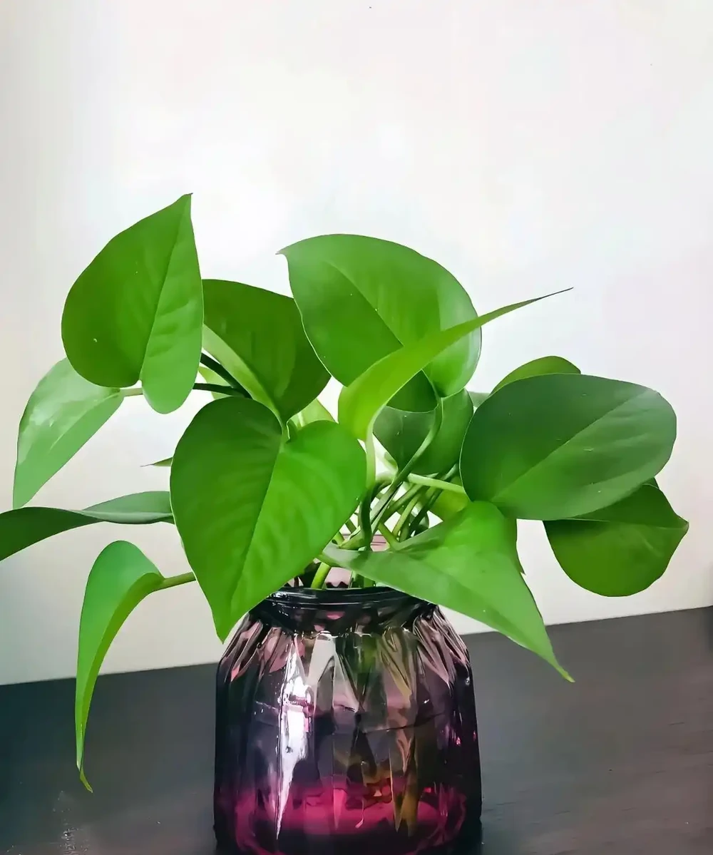 黃金葛怎麼澆水?多久澆一次水?以及常見錯誤!