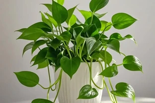 黃金葛怎麼澆水？多久澆一次水？以及常見錯誤！