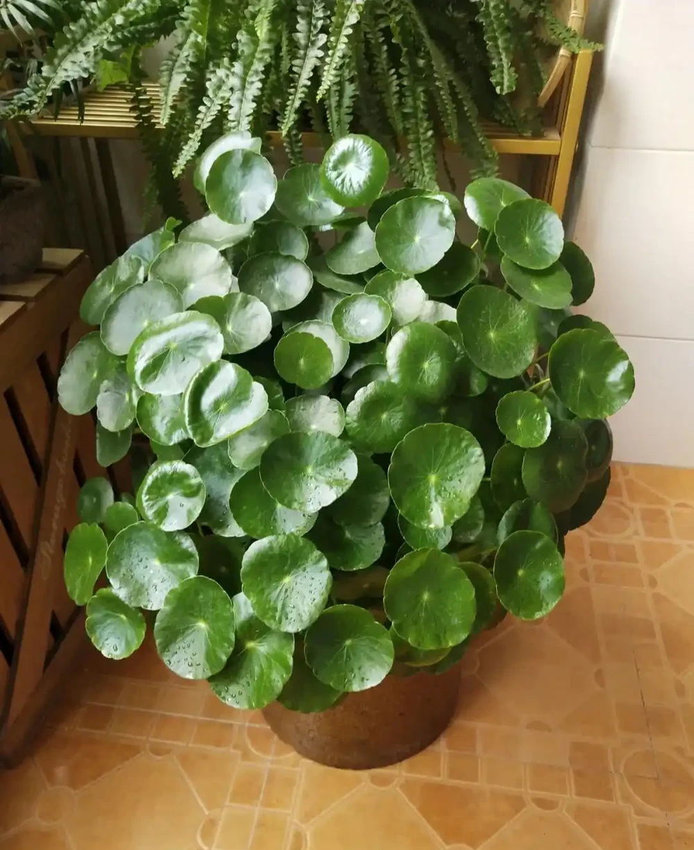 張太太把銅錢草養在大水缸，網友直呼：有創意，棵棵都治癒