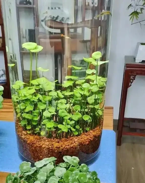 張太太把銅錢草養在大水缸，網友直呼：有創意，棵棵都治癒