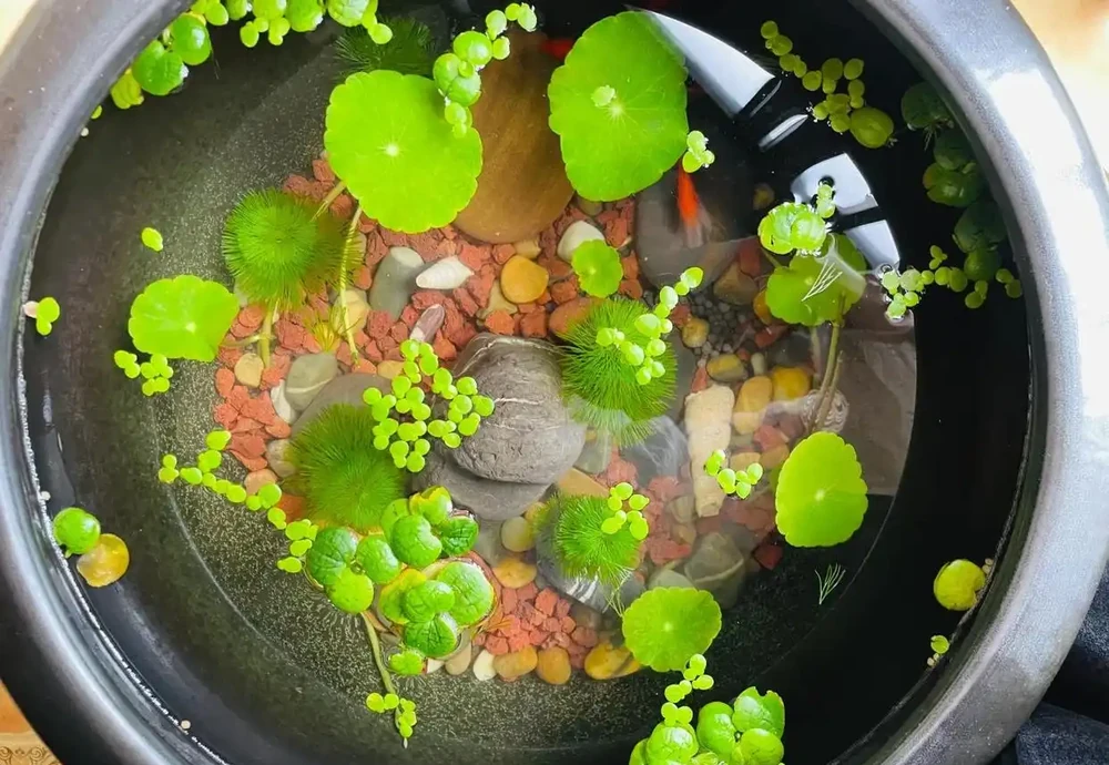 張太太把銅錢草養在大水缸，網友直呼：有創意，棵棵都治癒