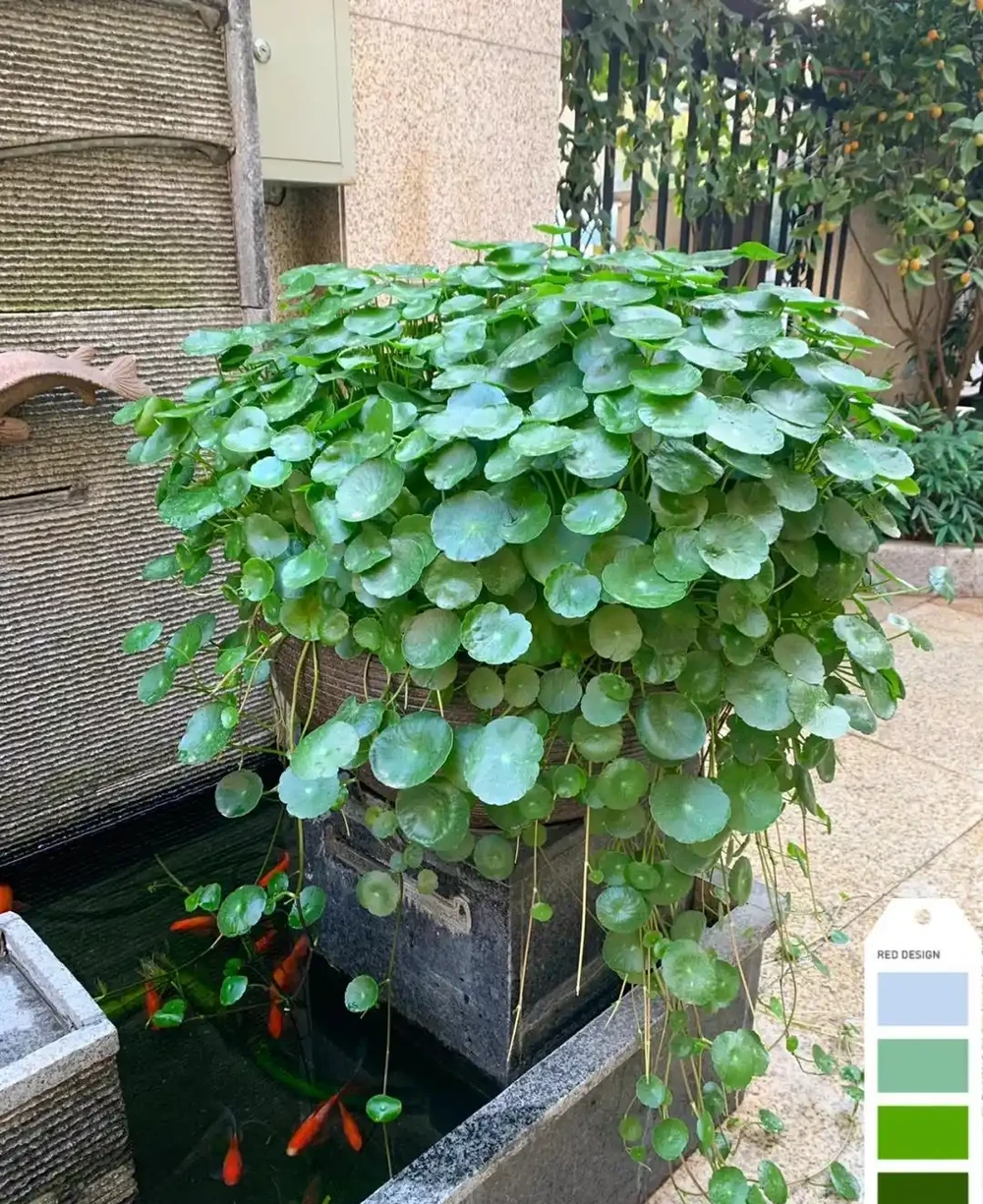 張太太把銅錢草養在大水缸，網友直呼：有創意，棵棵都治癒