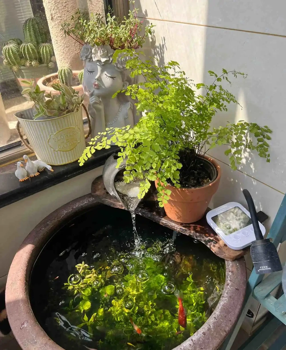 張太太把銅錢草養在大水缸，網友直呼：有創意，棵棵都治癒