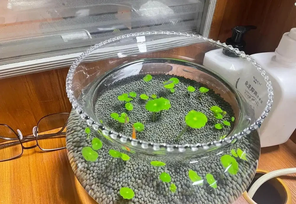 張太太把銅錢草養在大水缸，網友直呼：有創意，棵棵都治癒