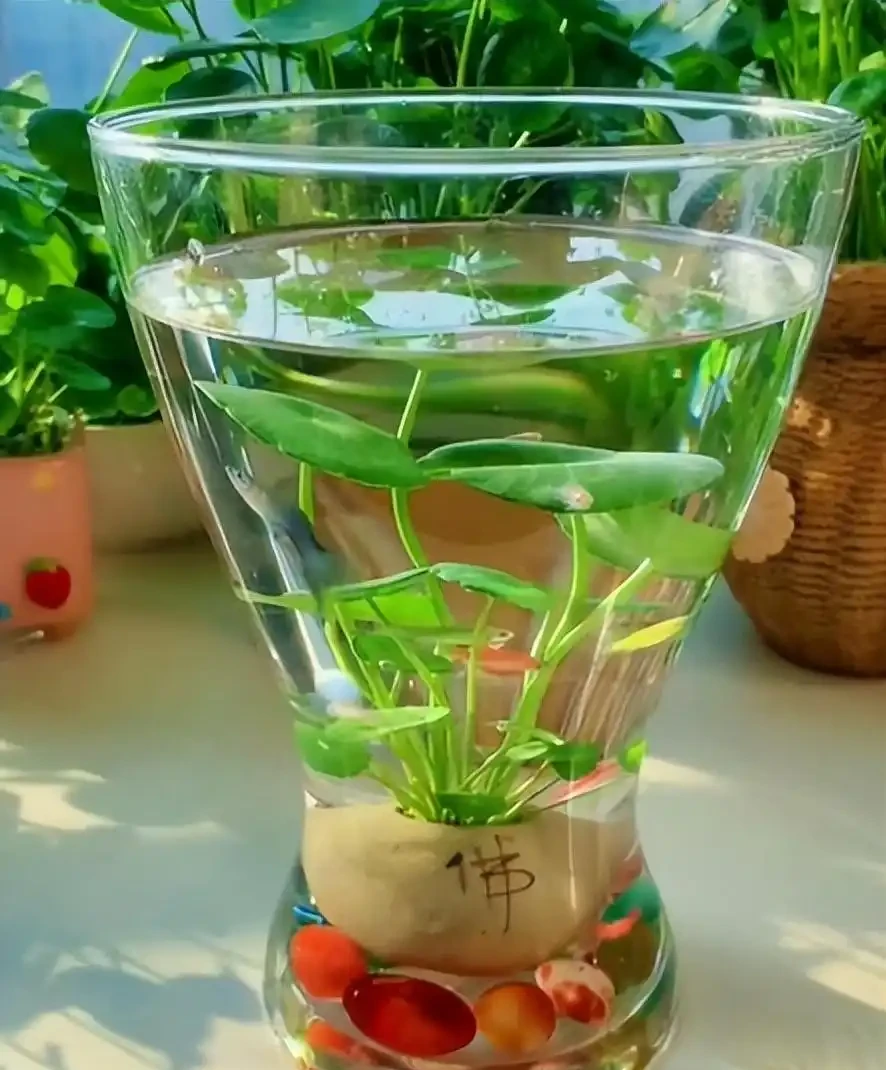 張太太把銅錢草養在大水缸，網友直呼：有創意，棵棵都治癒