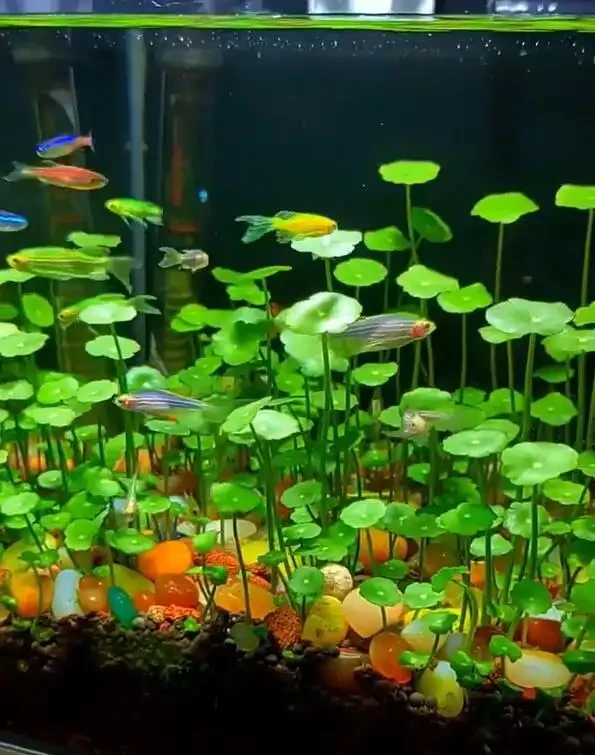 張太太把銅錢草養在大水缸，網友直呼：有創意，棵棵都治癒