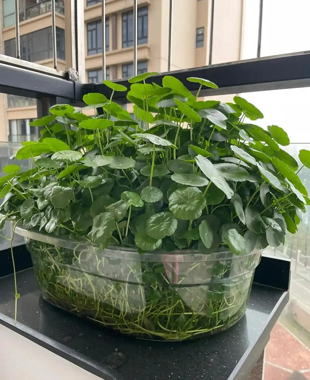 張太太把銅錢草養在大水缸，網友直呼：有創意，棵棵都治癒