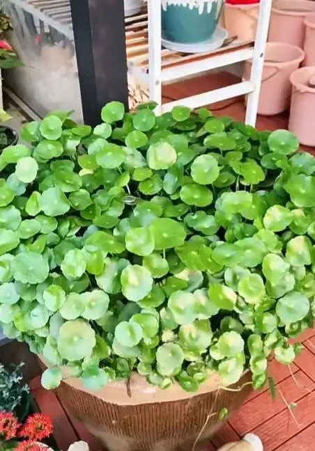 張太太把銅錢草養在大水缸，網友直呼：有創意，棵棵都治癒
