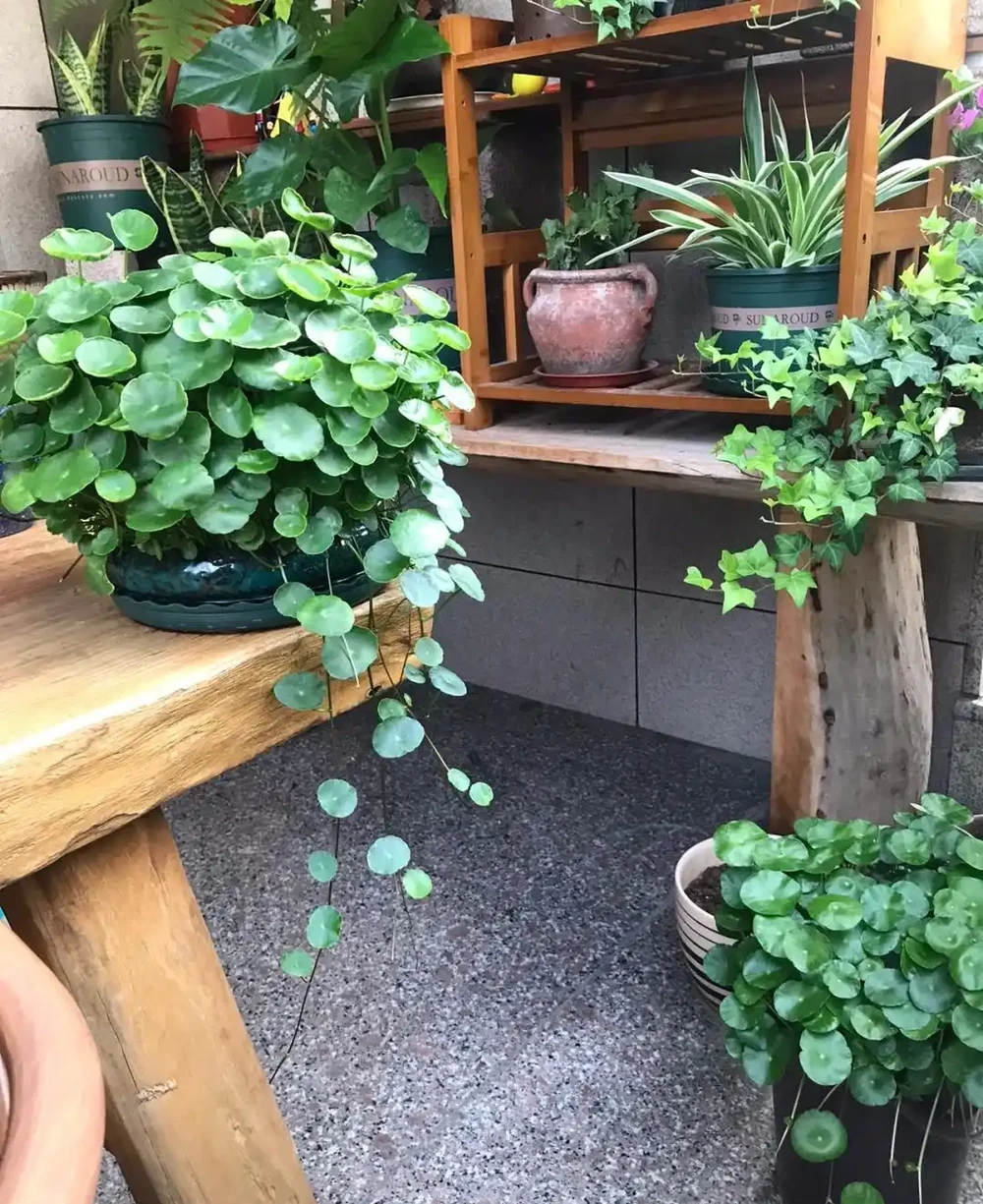 張太太把銅錢草養在大水缸，網友直呼：有創意，棵棵都治癒