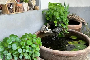 張太太把銅錢草養在大水缸，網友直呼：有創意，棵棵都治癒