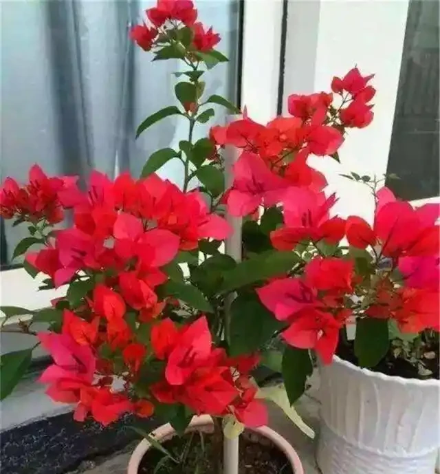 養盆栽九重葛,這「1點」不能少,才能花滿枝,連續不斷的開花!
