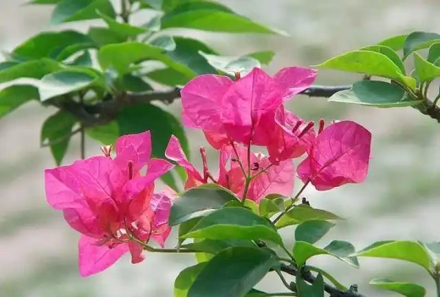 養盆栽九重葛,這「1點」不能少,才能花滿枝,連續不斷的開花!