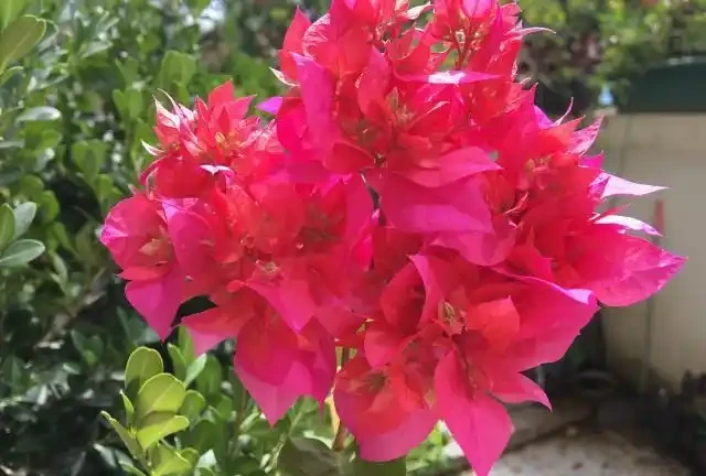 養盆栽九重葛,這「1點」不能少,才能花滿枝,連續不斷的開花!