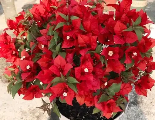 天氣涼了,九重葛還不開花?簡單1步,不久就冒出花蕾,猛開花
