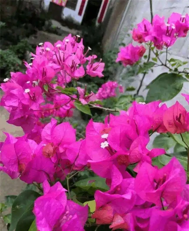 天氣涼了,九重葛還不開花?簡單1步,不久就冒出花蕾,猛開花