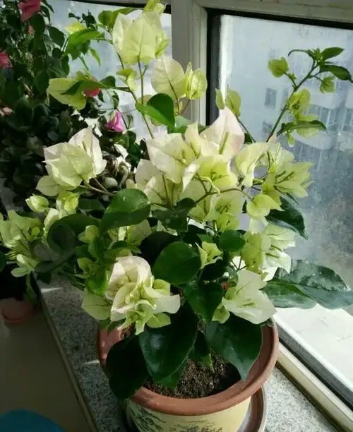 天氣涼了，九重葛還不開花？簡單1步，不久就冒出花蕾，猛開花