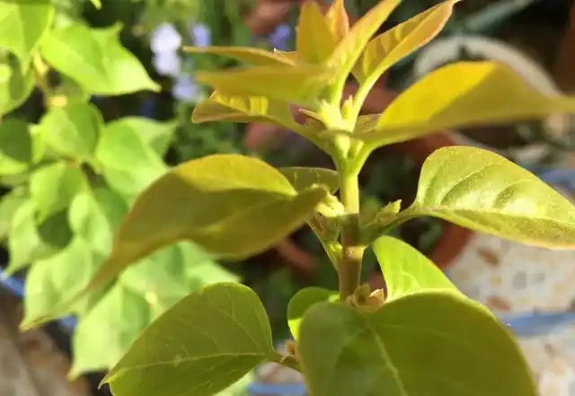 天氣涼了,九重葛還不開花?簡單1步,不久就冒出花蕾,猛開花